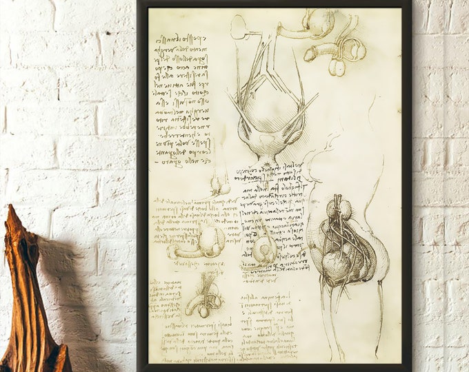 Da Vinci Anatomy Print - The Male And Female Reproductive Systems - Medical Decor Anatomical Poster Da Vinci Anatomical Prints Gift Idea