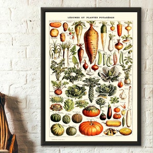 Vintage Vegetable Print 1909 - Adolphe Millot Poster Home Decor Botanical Print Vegetable Poster Science Birthday Gift Idea Housewarming