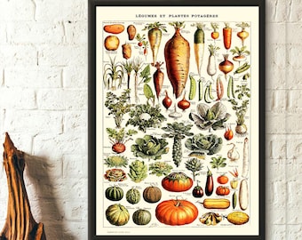 Vintage Vegetable Print 1909 - Adolphe Millot Poster Home Decor Botanical Print Vegetable Poster Science Birthday Gift Idea Housewarming