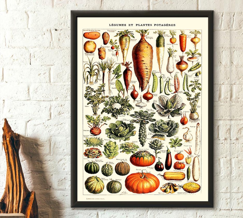 Vintage Vegetable Print 1909 - Adolphe Millot Poster Home Decor Botanical Print Vegetable Poster Science Birthday Gift Idea Housewarming