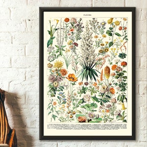Poster floreale vintage del 1909, stampa artistica botanica di Adolphe Millot - Decorazione murale di qualità premium