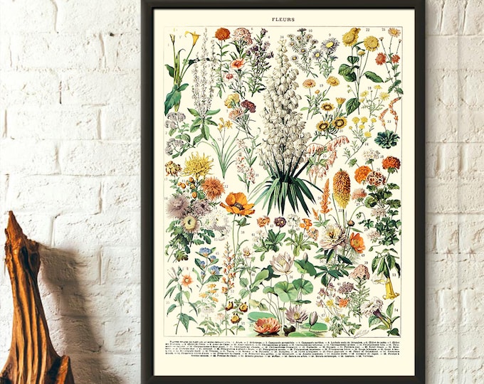 Vintage Floral Poster 1909 Botanical Art Print by Adolphe Millot - Premium Quality Wall Decor