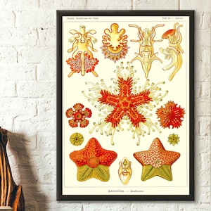 Lámina de arte mural de animales marinos, 1904 - Ernst Haeckel Asteridea Ocean Decor, póster vintage de vida marina, regalo de cumpleaños único