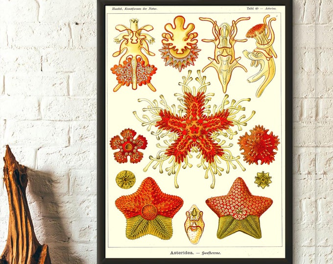 Marine Animal Wall Art Print 1904 - Ernst Haeckel Asteridea Ocean Decor Vintage Sea Life Poster Unique Birthday Gift