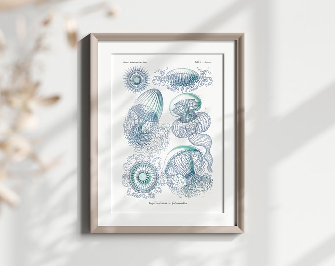 Antique Jellyfish Print 1904 - Vintage Haeckel  Ocean Art Nautical Print Marine Art Haeckel Wall Art JellyFish