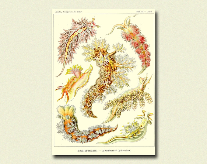 Vintage Mollusk Print 1904 - Vintage Marine Poster Haeckel Art Print Ocean Art Nautical Print Sea Life Marine Housewarming Gift Idea