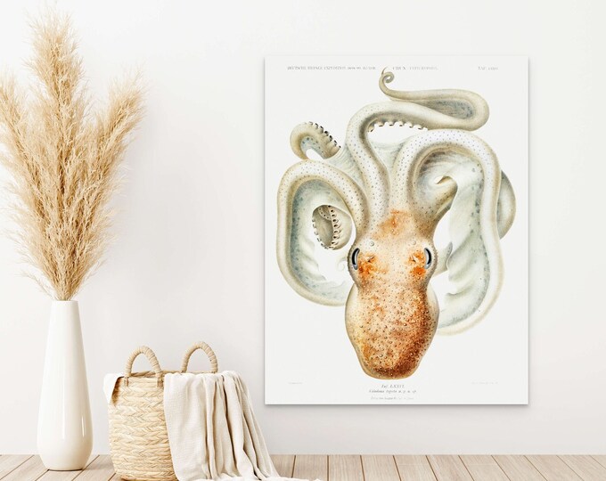 Velodona Octopus Illustration 1989 - German Deep Sea Expedition Ocean Art Nautical Print Marine Poster Octopus Poster Nautical Wall Art new