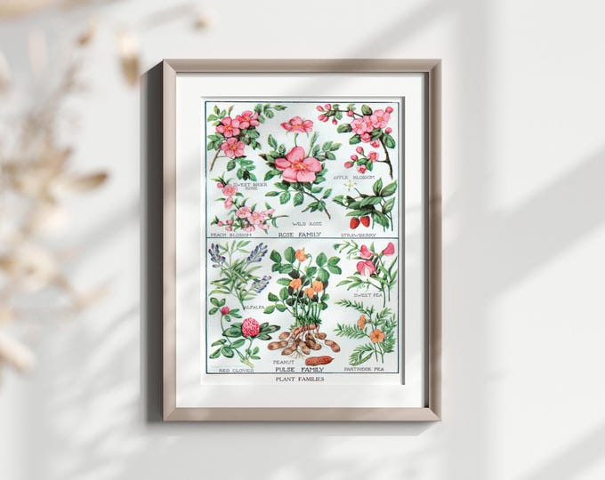 Vintage Botanical Print  Flower Species Illustration  Retro Floral Wall Art Decor