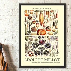 Vegetable Illustration  - Adolphe Millot Poster Kitchen Decor Botanical Print Kitchen Poster - Living Room Prints Art Reproduction