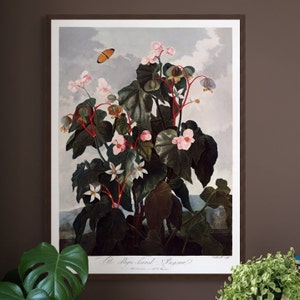 Póster botánico vintage de 1807: Begonia de hojas oblicuas, impresión artística para decoración del hogar.