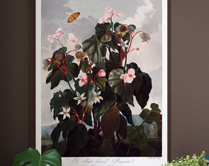 1807 Vintage Botanical Poster The Oblique Leaved Begonia Art Print for Home Decor