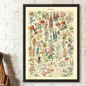 Póster vintage con estampado de flores de Adolphe Millot, arte botánico, arte mural científico de primera calidad.