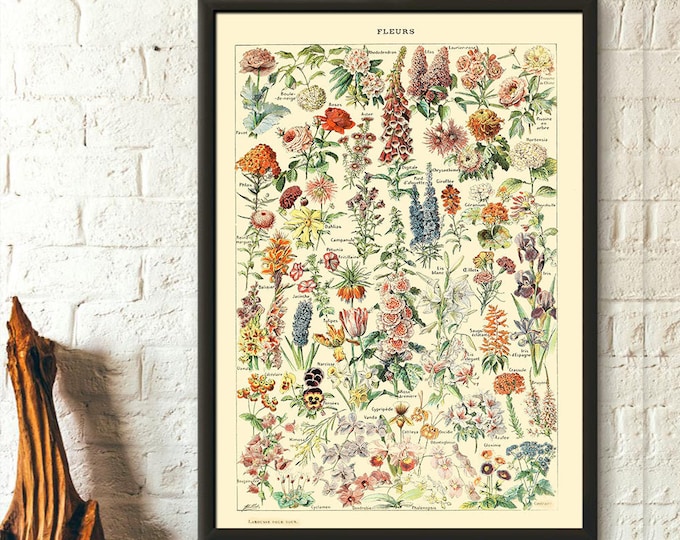 Vintage Flower Print Poster  Adolphe Millot Botanical Art  Premium Quality Science Wall Art
