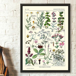 Vintage Botanical Print Digestive Plants Science 1912 - Home Wall Art Botanical Poster Kitchen Decor Botanical Wall Art Gift Idea