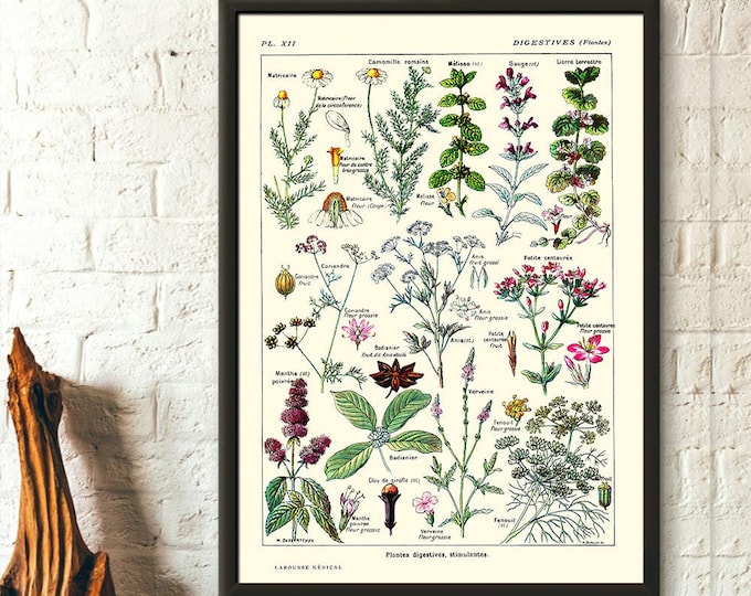 Wall Art Vintage Botanical Print Digestive Plants Science 1912 Home Wall Art Botanical Poster Kitchen Decor Botanical Wall Art