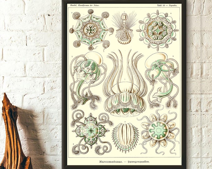 Marine Animal Jellyfish Print 1904 - Haeckel Print Ocean Art Nautical Print Marine Art Haeckel Wall Art Home Decor Gift Idea Wall Art