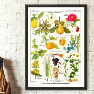 Poster Premium Qualität: Vintage botanischer Druck Plante Apéritive Vintage Küchen Dekor Botanisches Wandkunst Medizinisches Plakat Geburtstagswandkunst