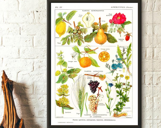 Premium Quality Poster: Vintage Botanical Print Plante Apéritive Vintage Kitchen Decor Botanical Wall Art Medical Poster  Birthday Wall Art