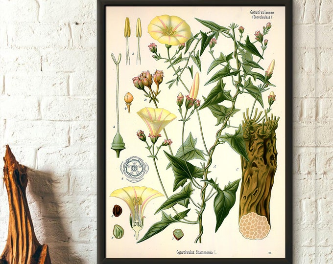 Vintage Bindweed Botanical Print - Floral Garden Decor Poster - Ideal Gift for Plant Lovers