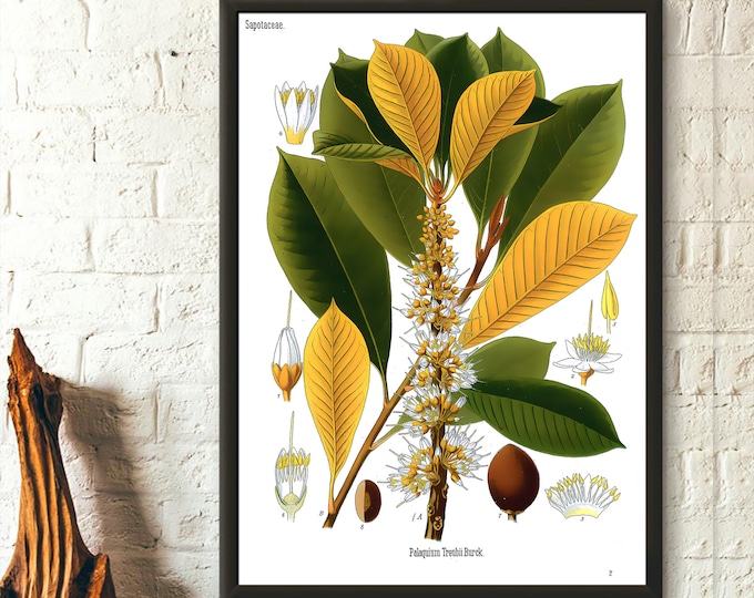 Vintage Botanical Print Sapotaceae Botanical Poster Garden Decor Floral Illustration Flower Poster Kohler Poster Floral Housewarming