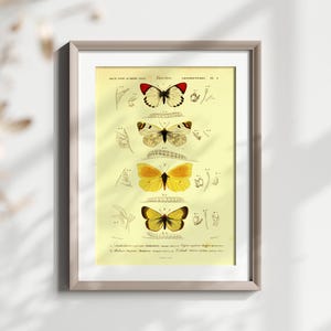 Vintage Schmetterling Illustration, Antike Insekten Wandkunst, Wissenschaftlicher Schmetterling Druck, Entomologie Art Decor, Naturgeschichte Poster