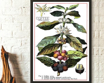 Vintage Coffee Plant - Botanical Poster Vintage Kitchen Decor Food Poster Coffee Poster Birthday Gift Idea Housewarming Botanical Wall Art