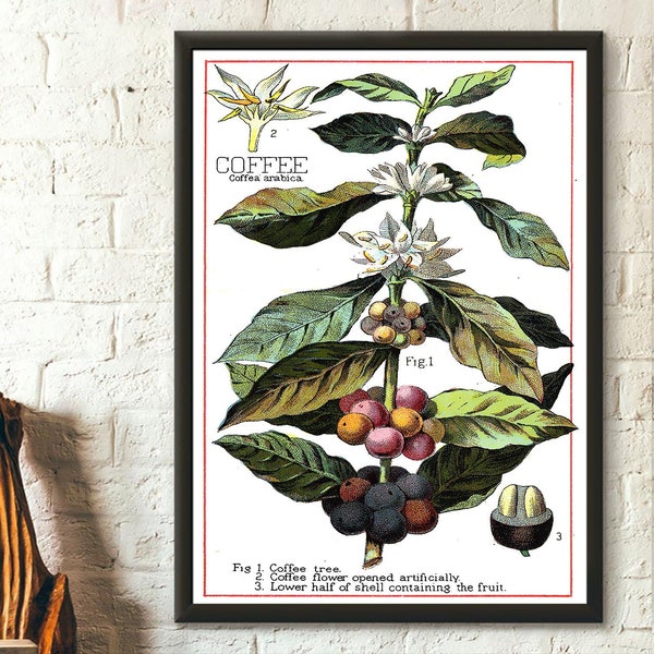 Plante de café vintage - Poster botanique Déco de cuisine vintage Poster alimentaire Poster de café Idée cadeau d'anniversaire pendaison de crémaillère Art mural botanique