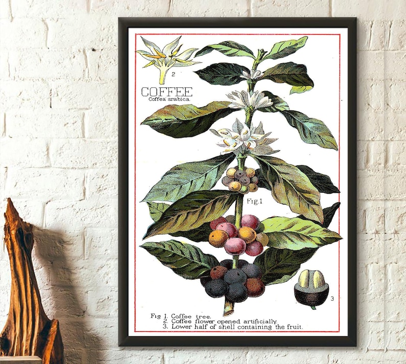 Vintage Coffee Plant - Botanical Poster Vintage Kitchen Decor Food Poster Coffee Poster Birthday Gift Idea Housewarming Botanical Wall Art