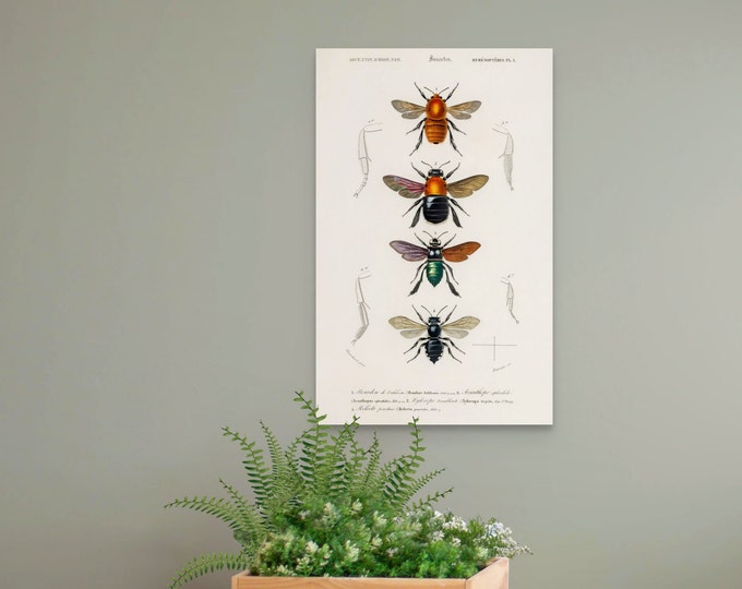 Vintage Insect Print 1892 Charles Dessalines D' Orbigny Insect Wall Art Botanical Decor Botanical Wall Art Insect Poster Botanical Poster