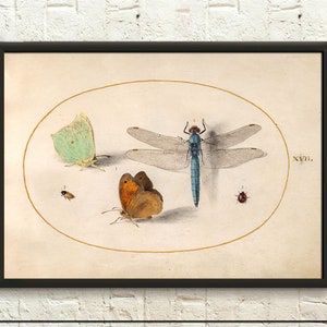 Póster de calidad superior: Joris Hoefnagel Insectos inusuales Libélula y otros insectos Impresión científica Póster de insectos Arte de pared