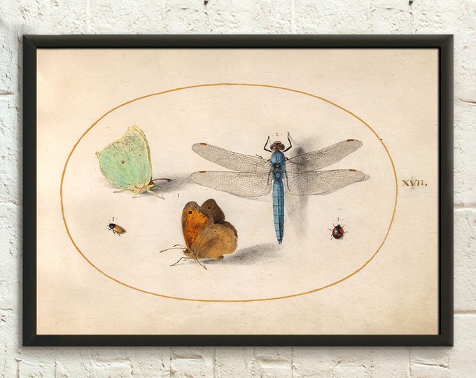 Premium Quality Poster: Joris Hoefnagel Unusual Insects Dragonfly and other Science Print Insects Poster Insect Poster Wall Art