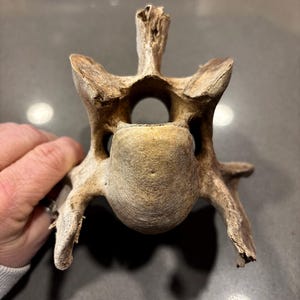 May include: A weathered, beige-colored vertebra bone, showcasing a central body and prominent bony projections. The bone's texture appears rough and aged, with visible wear and tear. The spinal bone is held by a hand.