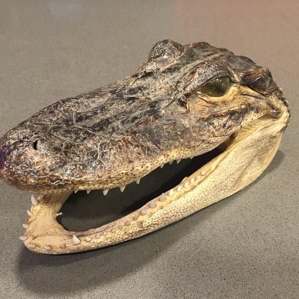 OLD Alligator/Crocodile Florida souvenir head- prolly from 1960s very well preserved-marble eyes teeth intact sad we used to do this stuff