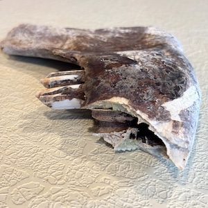 OLD cow jaw bone piece with 2 teeth, buried for years - hole going through ( hang able )