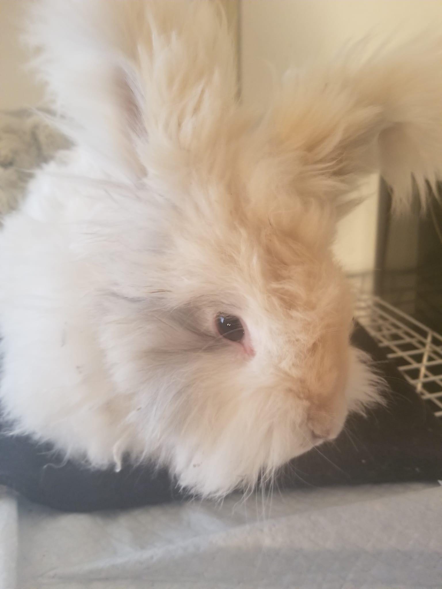 English Angora Rabbit Sweden