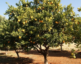 African Marula Tree Seeds (Sclerocarya birrea) Packet of 2 Seeds - Palm Beach Seed Company