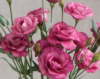 Arena III Red Pelleted Lisianthus Seeds (Eustoma grandiflorum) Packet of 20 Seeds - Palm Beach Seed Company