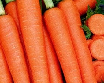 Tendersweet Wortelzaden - 100+ Zaden in Frozen Seed Capsules™ voor Zaadbesparing of Nu Planten 