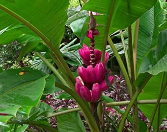 Pink Banana (Musa velutina) Packet of 5 Seeds - Palm Beach Seed Company 
