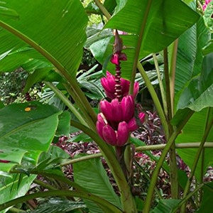May include: A vibrant image of a banana plant with large, green leaves and a striking magenta flower. The flower is a cluster of bracts, creating a unique and eye-catching display. The plant's stem is a deep green, and the overall scene is lush and tropical.