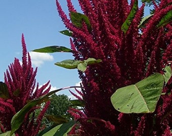 Opopeo Amaranth Seeds - 30+  Seeds in Frozen Seed Capsules™ for Seed Saving or Planting Now 