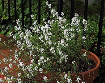 Thyme (Thymus vulgaris) - 50 Rare Heirloom Herb Seeds in a Glass Vial with Silica Beads and Organic Cotton for Excellent Long Term Storage