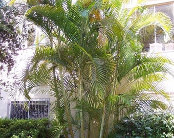 Dypsis sp White petiole Palm 5 seeds