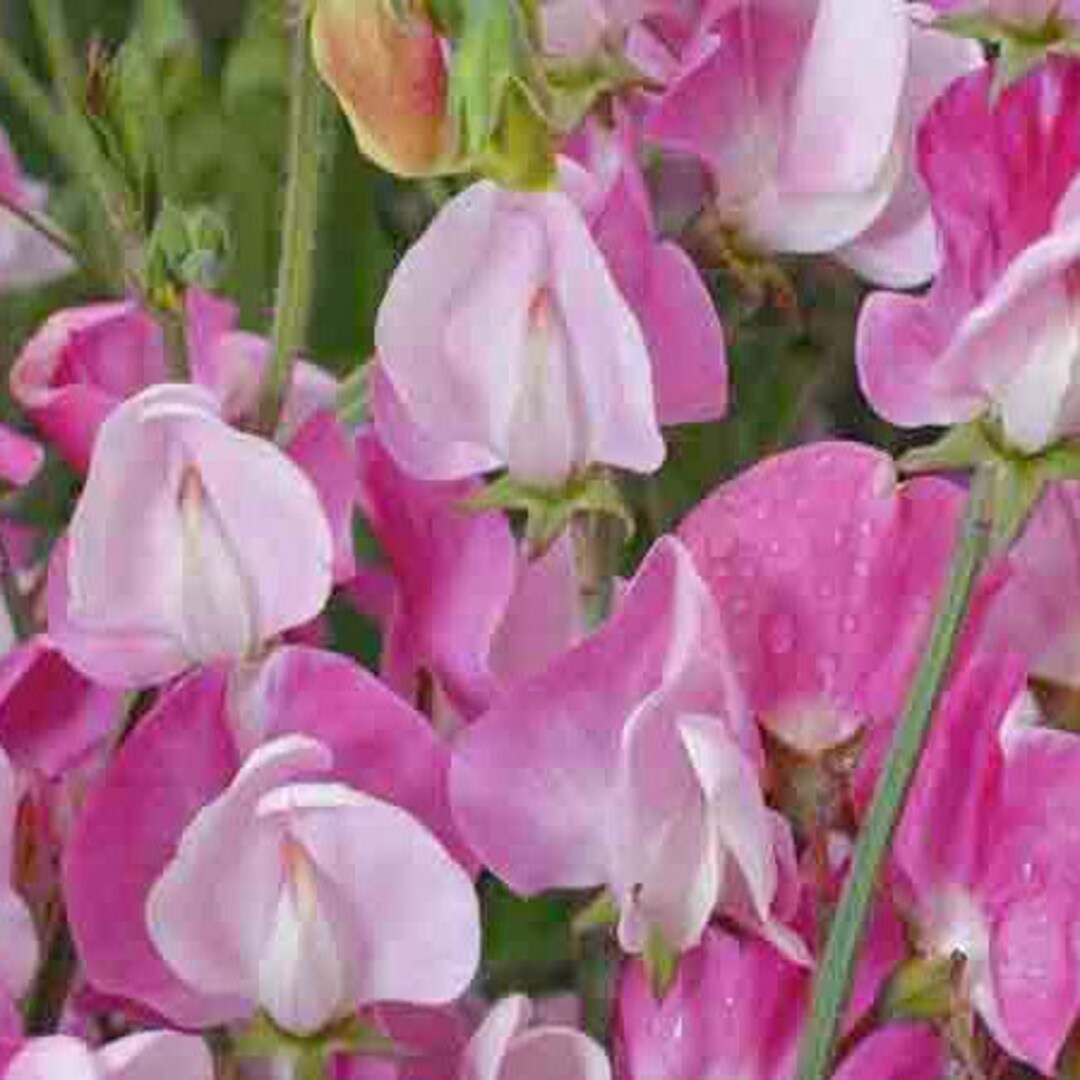 Blanche Ferry Sweet Pea Seeds Packet of 10 Seeds Palm Beach Seed
