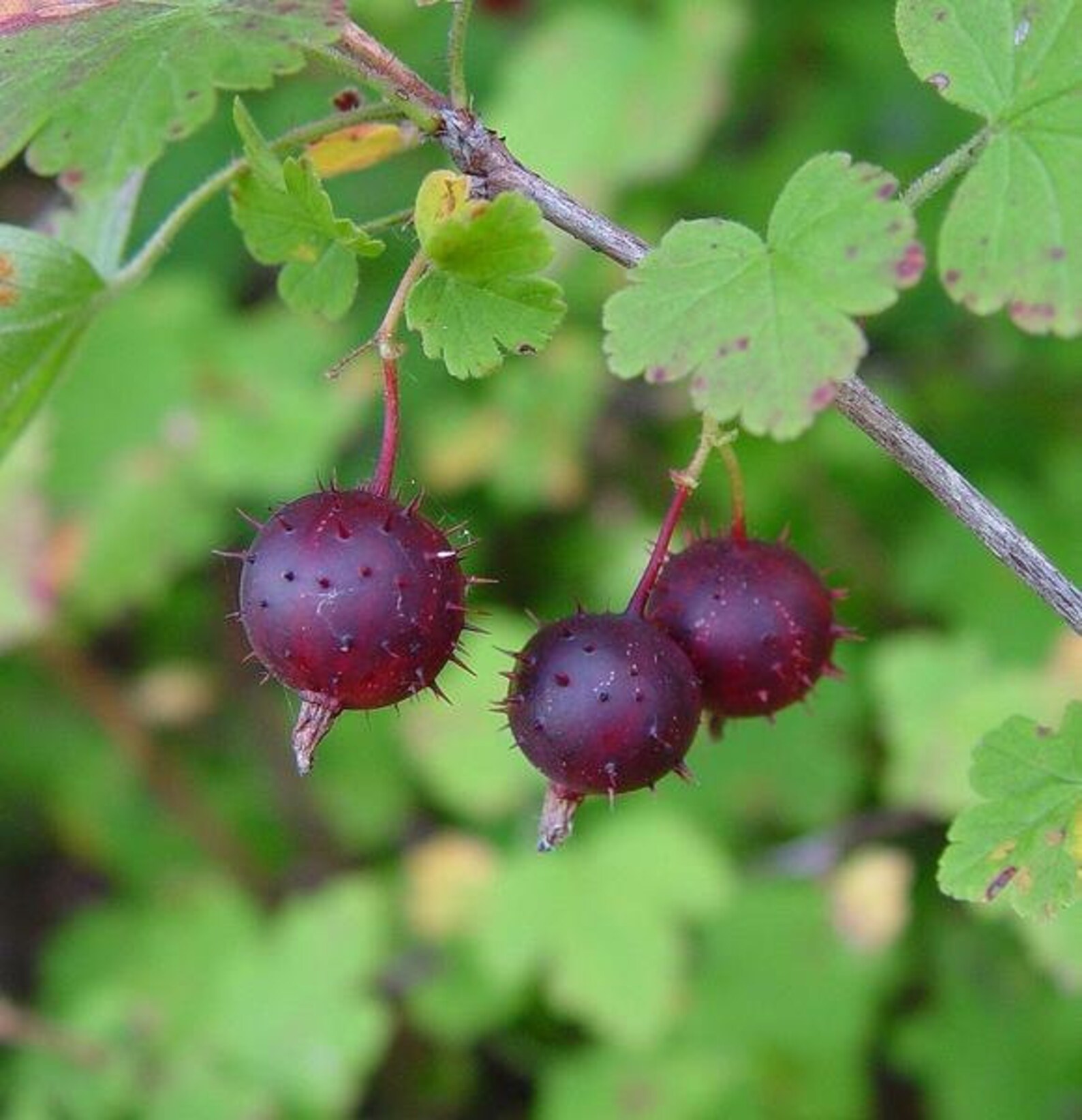 Крыжовник колючий. Маховка ягода Забайкалье. Крыжовник (ribes grossularia `Командор`). Крыжовник макирайнес. Лесной крыжовник.