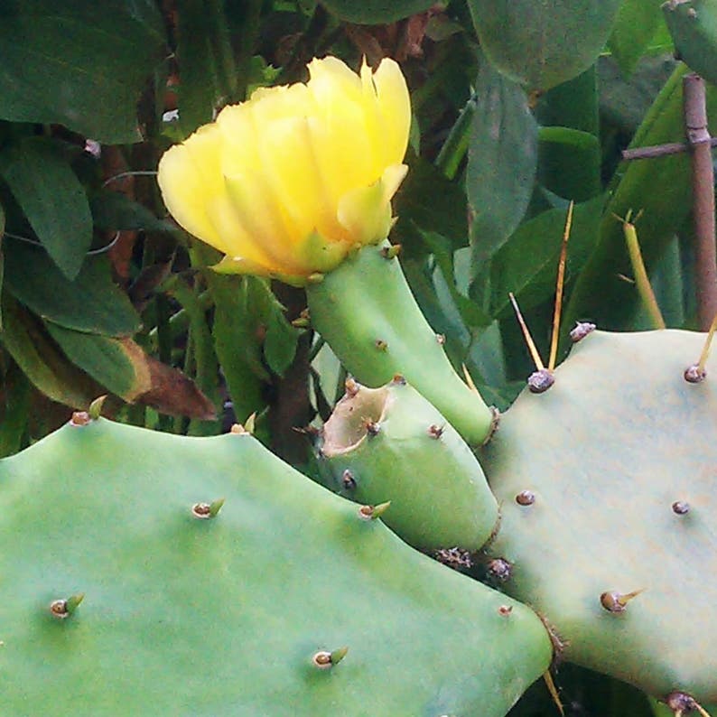 Eastern Prickly Pear Cactus Seeds opuntia Humifusa 5 Seeds Etsy