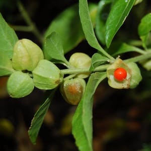 May include: A close-up of a green plant with several small, green, seed pods and one open pod with a single red berry inside.