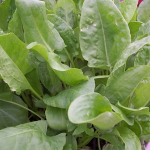 May include: A close-up of a bunch of green leafy sorrel plants. The leaves are large and have a slightly crinkled texture.