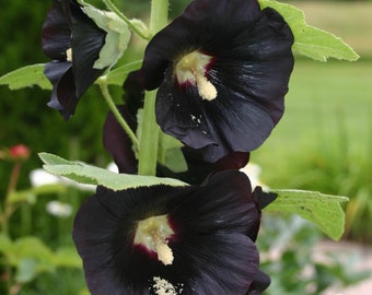 Black Hollyhock Seeds (Alcea rosea nigra) Packet of 40 Seeds - Palm Beach Seed Company