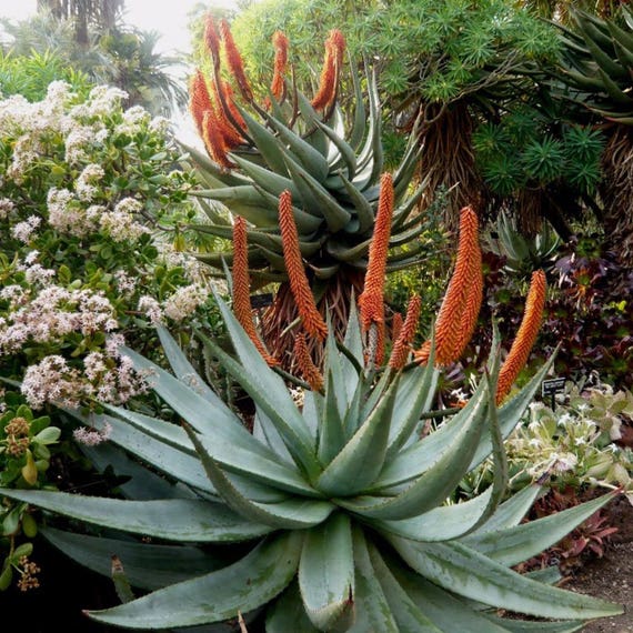 aloe vera propolis forever Forever Aloe Propolis Creme  Reichhaltige Pflege fr trockene Haut   4everaloevera